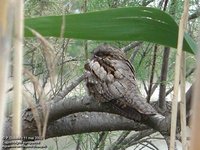 Eurasian Nightjar - Caprimulgus europaeus