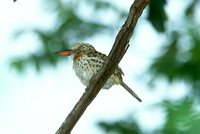 Spot-backed Puffbird - Nystalus maculatus