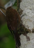 Tyrannine Woodcreeper - Dendrocincla tyrannina