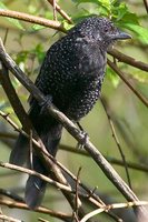 Large-tailed Antshrike - Mackenziaena leachii