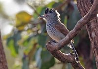 Rufous-winged Antshrike - Thamnophilus torquatus