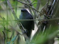 Dusky Antbird - Cercomacra tyrannina