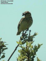 Wood Lark - Lullula arborea