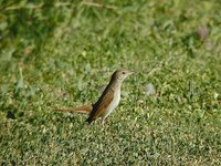 Common Nightingale - Luscinia megarhynchos