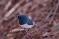 Leaden Flycatcher - Myiagra rubecula