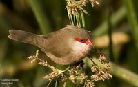 Common Waxbill - Estrilda astrild