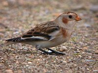 Snow Bunting - Plectrophenax nivalis