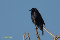 Shiny Cowbird - Molothrus bonariensis