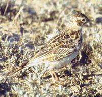 Lesser Short-toed Lark