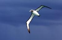 Salvin's Albatross