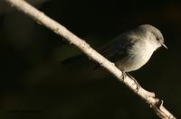 *NEW* Sooty Tyrannulet