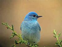 A Mountain Bluebird photographed during a FONT tour