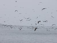 Peruvian Boobies and Guanay Cormorants