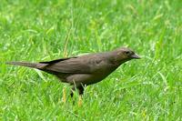 Tordo Renegrido (hembra) - Shiny Cowbird (female) - Molothrus bonariensis