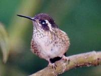 Speckled Hummingbird