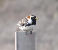 Lapland Longspur