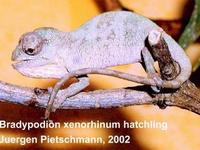 Strange-nosed Chameleon (Kinyongia xenorhinum)