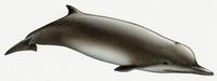 CMS: Tasmacetus shepherdi, Tasman beaked whale