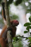 Red Uakari Monkey