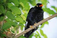 Hill Myna (Gracula religiosa)