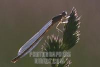 Female White legged damselfly ( Platycnemididae ) stock photo