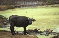 Buffalo drinking , Syncerus caffer caffer , Mount Kenya National Park , Kenya stock photo