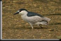 Black-Crowned Night-Heron, Hillside Woods, NY