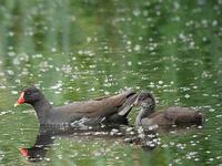 Moorhen Gallinula chloropus