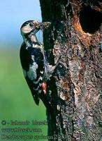 Dendrocopos syriacus 2413 UK: Syrian Woodpecker DE: Blutspecht FR: Pic syriaque ES: Pico Sirio C...