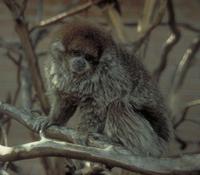 white-eared titi