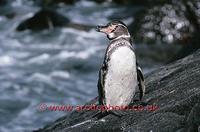 FT0170-00: Galapagos Penguin, Galapagos islands