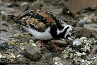 Arenaria interpres , 꼬까도요 - Ruddy Turnstone