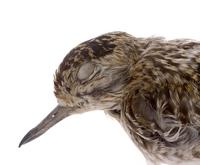검은가슴물떼새 Lesser Golden Plover | Pluvialis fulva