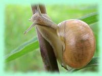 Helix