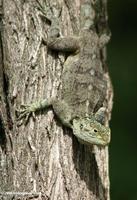 Female tree Agama (Acanthocerus atricollis) on a tree trunk