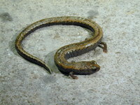 : Batrachoseps gavilanensis; Gabilan Mountains Slender Salamander