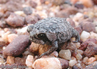 : Breviceps acutirostris; Strawberry Rain Frog