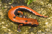 : Bolitoglossa lincolni