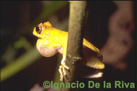 : Dendropsophus parviceps