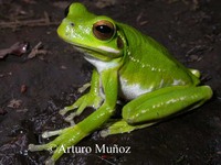 : Hypsiboas andinus