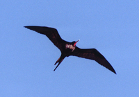 : Fregata minor palmerstoni; Great Frigatebird Male