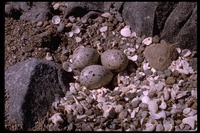 : Haematopus palliatus; American Oystercatcher