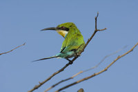 : Merops hirundineus; Swallow Tailed Bee-eater