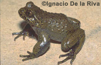 : Telmatobius verrucosus