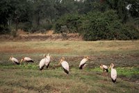 : Mycteria ibis; Yellow-billed Stork