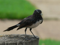 : Rhipidura leucophrys; Willie Wagtail