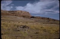 : Equus asinus; Wild Burros