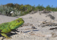 : Agama hispida; Southern Spiny Agama