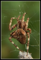 : Araneus angulatus