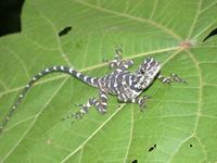 : Plica plica; Collared Tree Runner